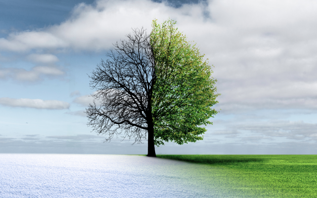 A tree missing leaves on one half - Totality Healing