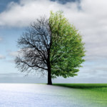 A tree missing leaves on one half - Totality Healing